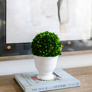 Boxwood Ball Topiary in Pot
