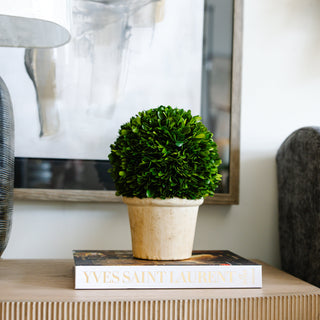 Boxwood 8" Ball in Pot