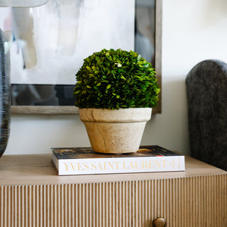 Boxwood Ball in Pot Large
