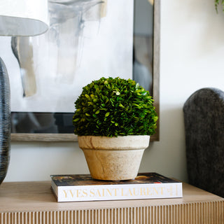 Boxwood Ball in Pot Large