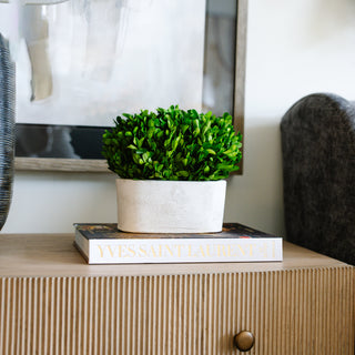 Boxwood Bush in Oval Pot