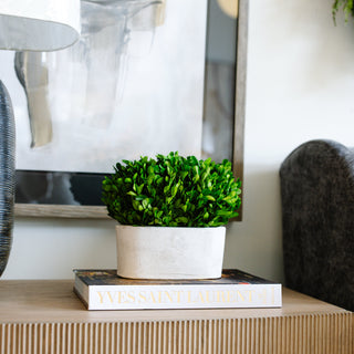 Boxwood Bush in Oval Pot